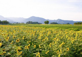 SUMMER